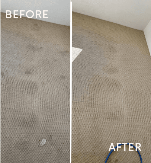 Before and after steam carpet cleaning in Perth showing visible stain removal and fresh results